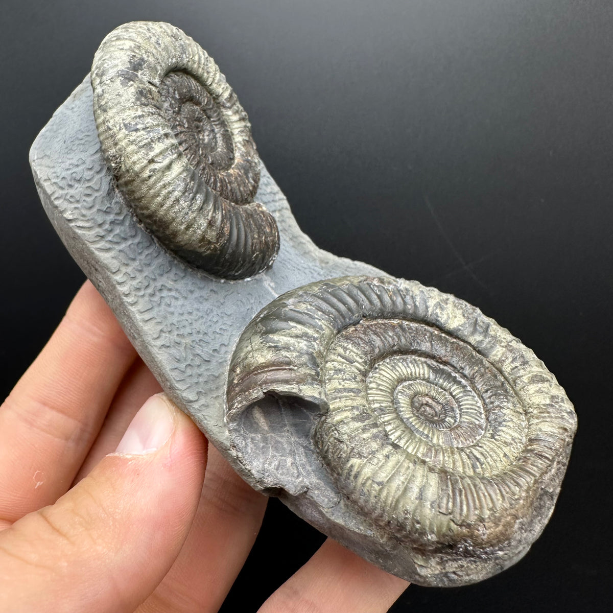 Dactylioceras Ammonite Fossil With Stand - Whitby, North Yorkshire Jurassic Coast Yorkshire Fossils