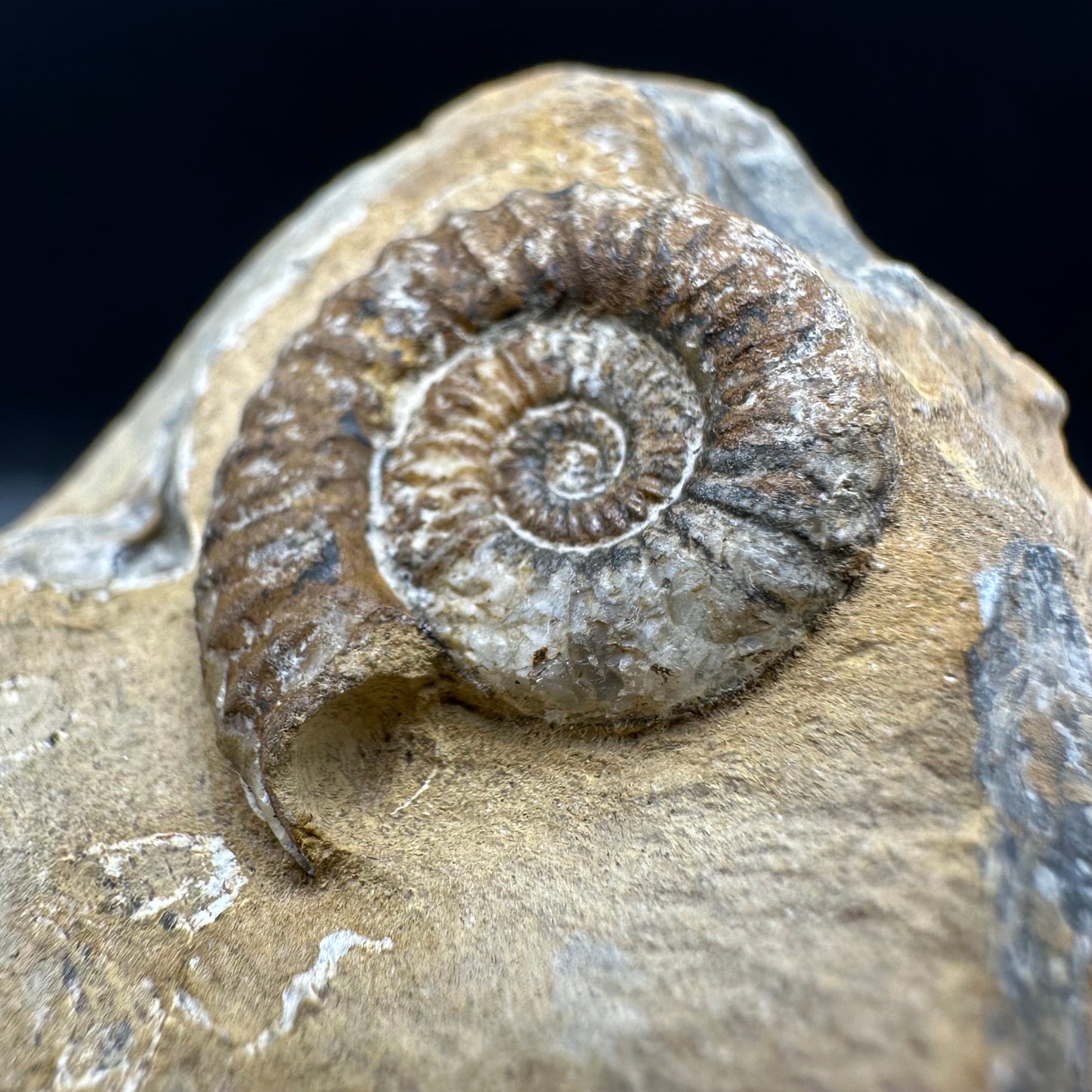 Androgynoceras capricornus Ammonite fossil with box and stand - Whitby, North Yorkshire Jurassic Coast Yorkshire Fossils