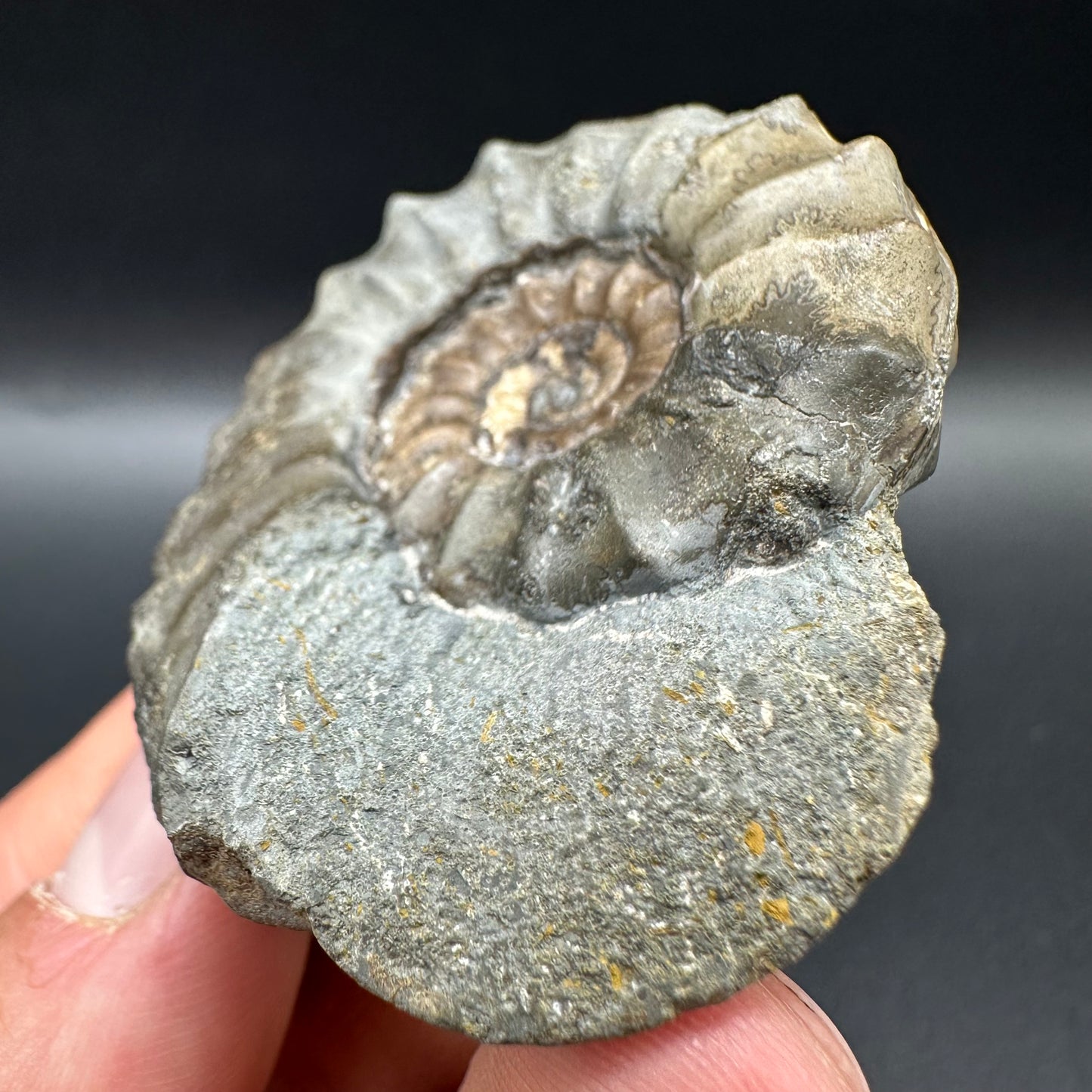 Eugassiceras Ammonite shell fossil with box and stand - Whitby, North Yorkshire Jurassic Coast Yorkshire Fossils