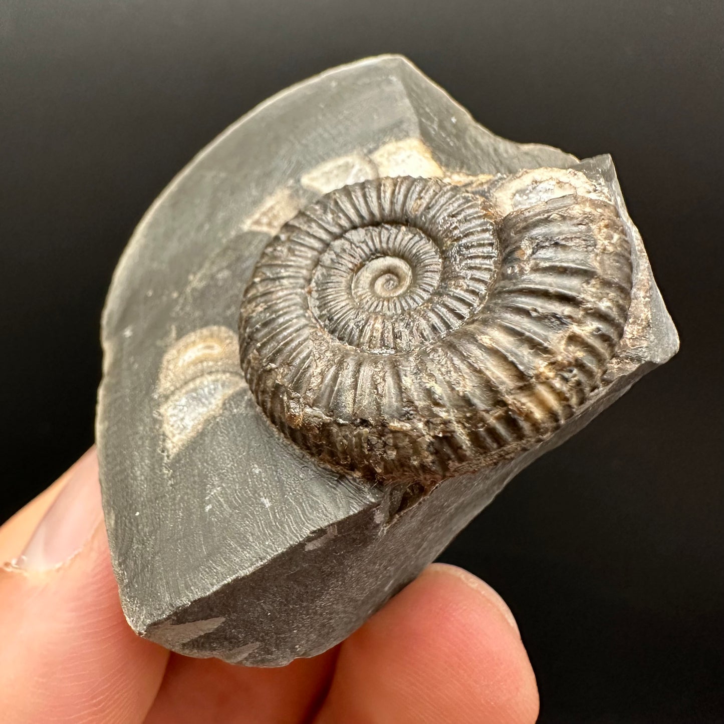 Dactylioceras Ammonite Fossil Gift Set - Whitby, North Yorkshire Jurassic Coast Yorkshire Fossils