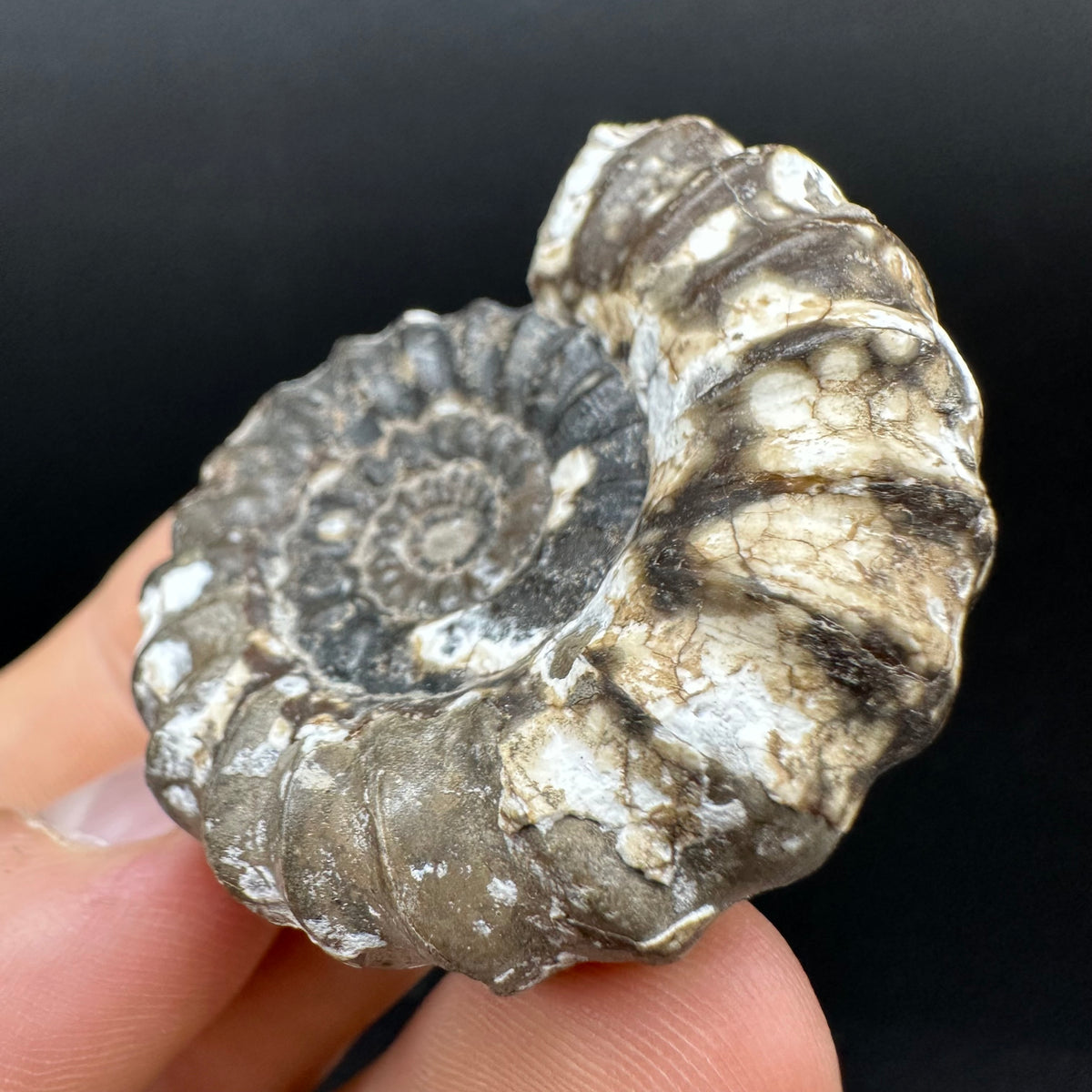 Androgynoceras maculatum ammonite fossil with box and stand - Whitby, North Yorkshire Jurassic Coast Yorkshire Fossils