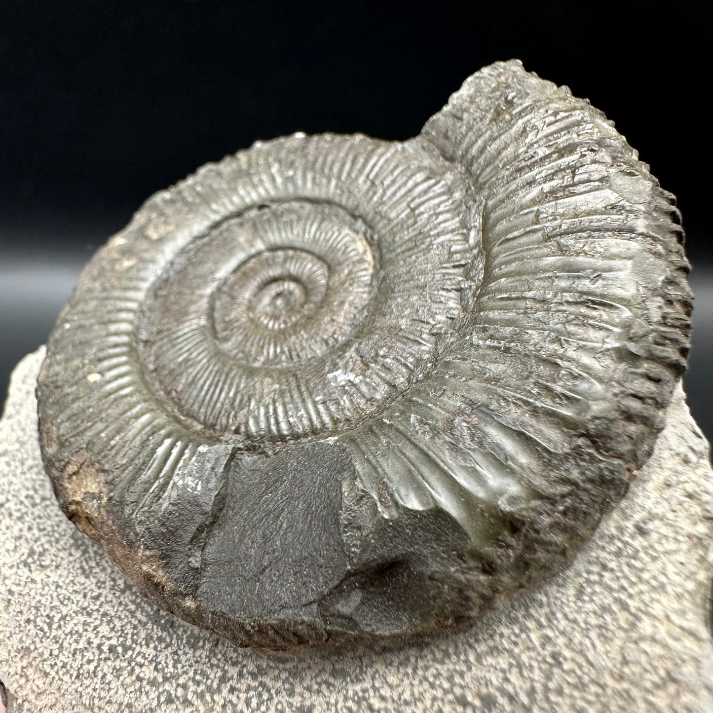 Peronoceras turriculatum Ammonite fossil with box and stand - Whitby, North Yorkshire Jurassic Coast, Yorkshire fossils