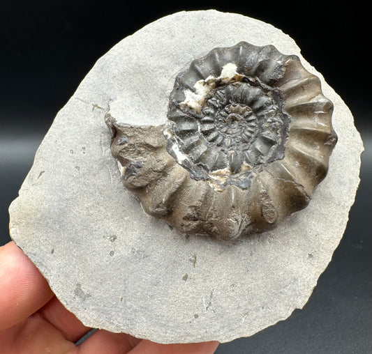 Androgynoceras maculatum ammonite fossil with box and stand - Whitby, North Yorkshire Jurassic Coast Yorkshire Fossils