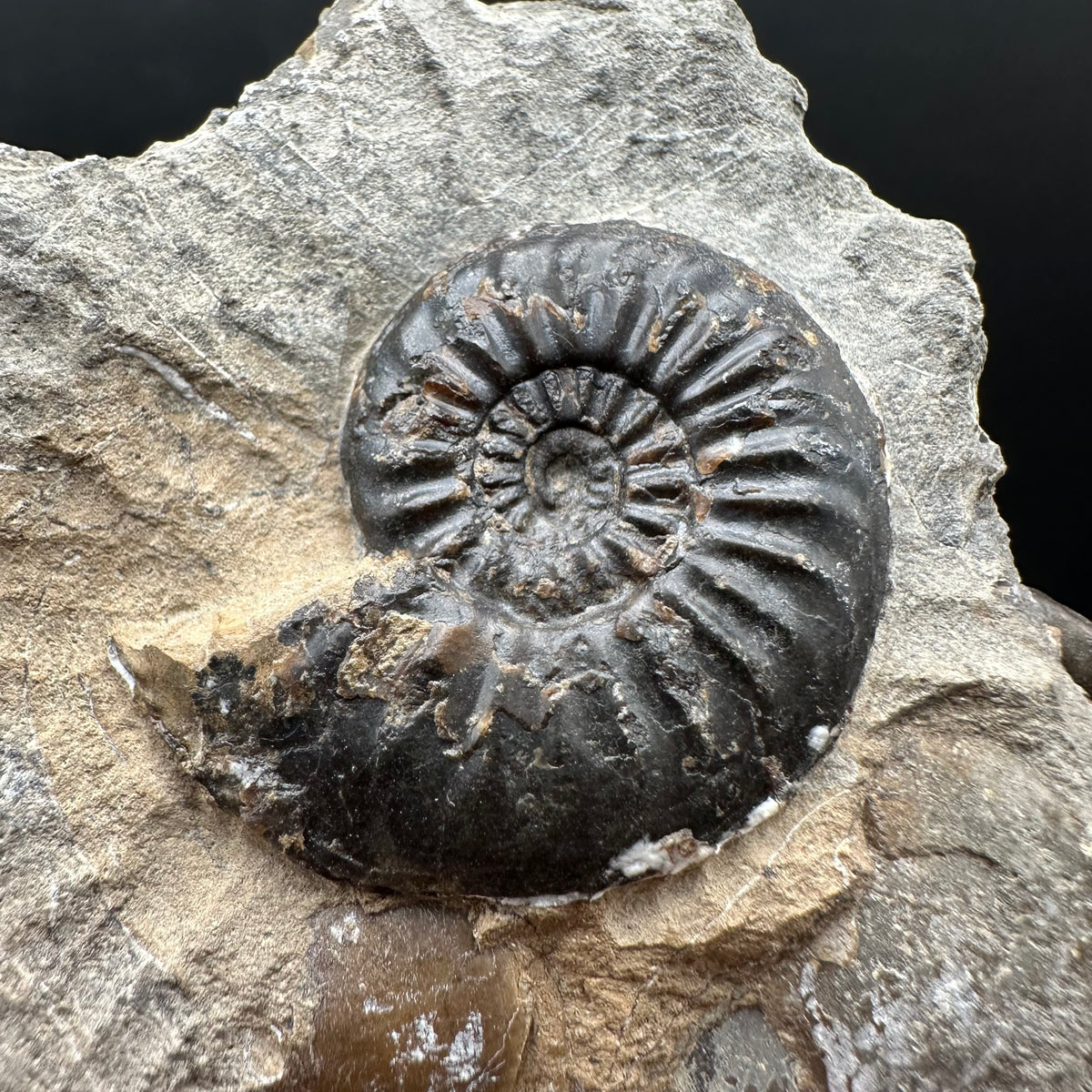 Amaltheus subnodosus Ammonite fossil with stand - Whitby, North Yorkshire Jurassic Coast Yorkshire Fossils