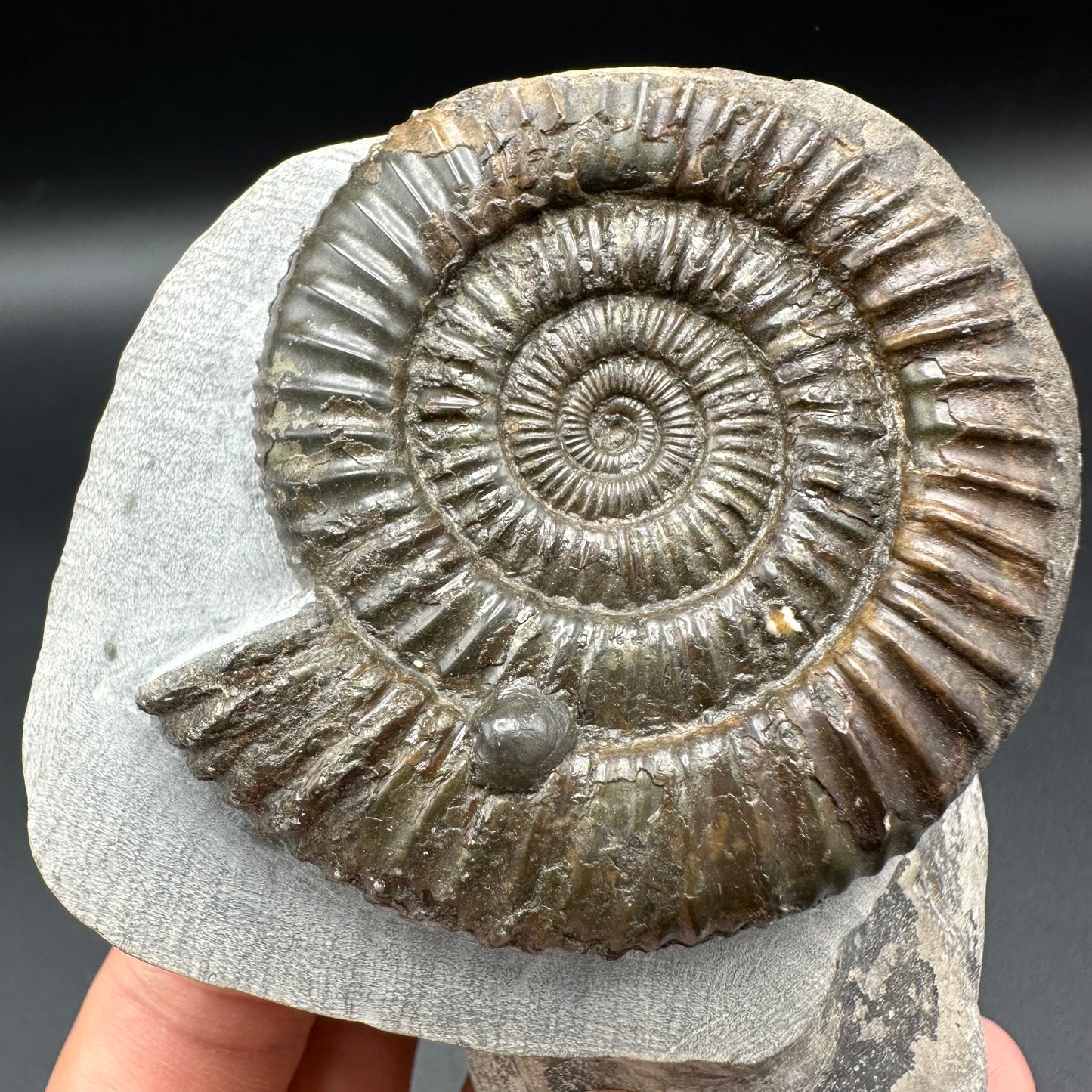 Dactylioceras Ammonite Fossil With Box And Stand - Whitby, North Yorkshire Jurassic Coast Yorkshire Fossils