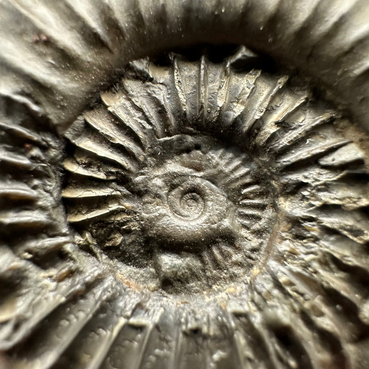 Schlothemia sp. ammonite fossil with box and stand - Whitby, North Yorkshire Jurassic Coast, Yorkshire fossils