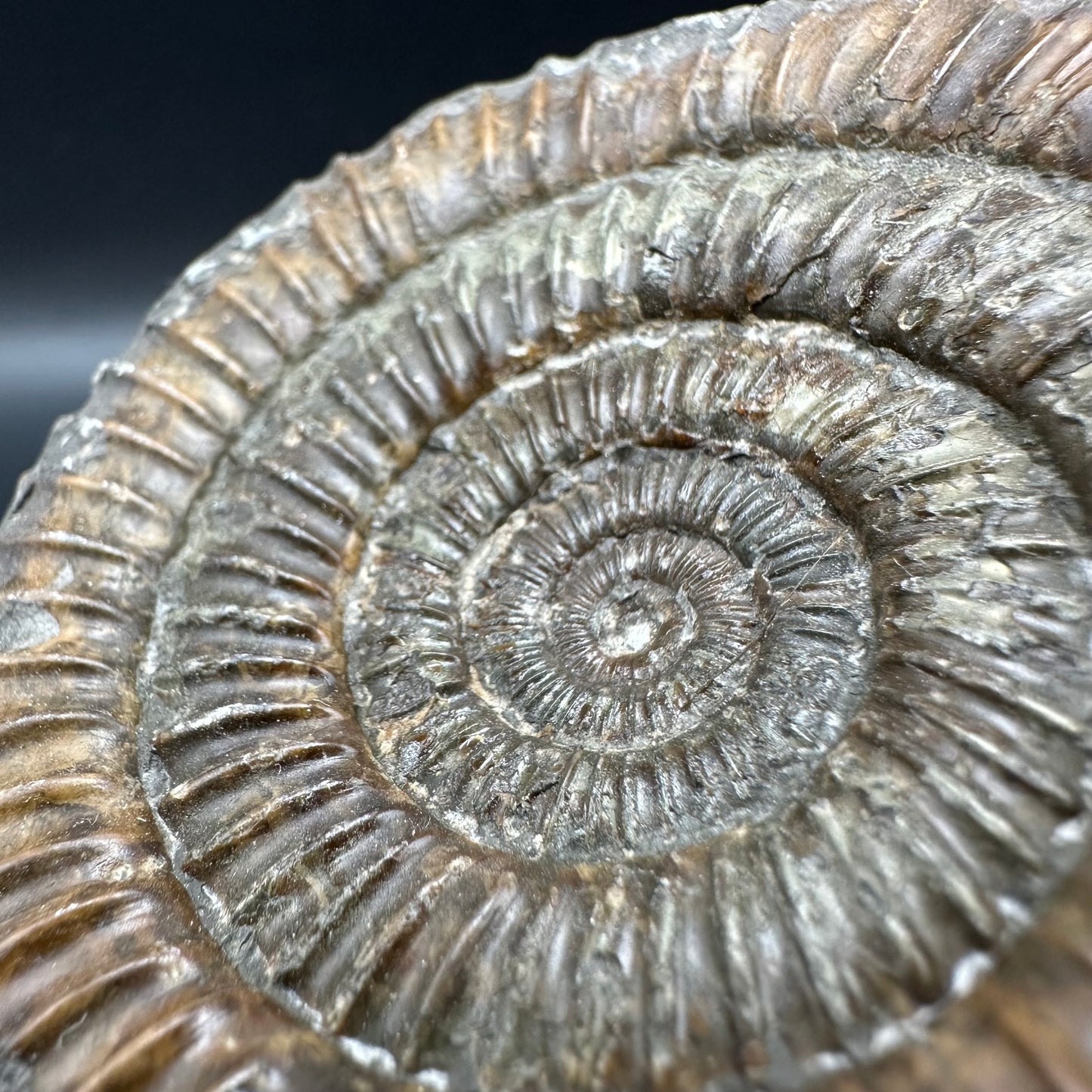 Dactylioceras Ammonite Fossil With Box And Stand - Whitby, North Yorkshire Jurassic Coast Yorkshire Fossils