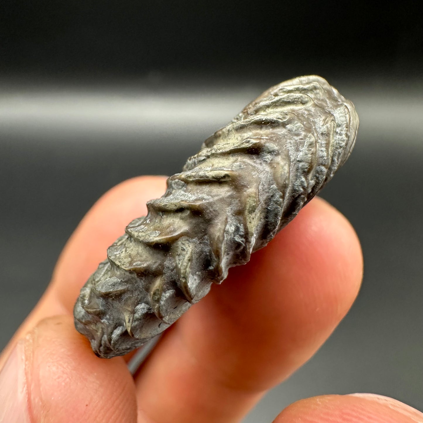 Schlothemia sp. ammonite fossil with tin and stand - Whitby, North Yorkshire Jurassic Coast, Yorkshire fossils