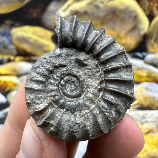 Yorkshire Fossils / £20 and under – Yorkshire.Fossils
