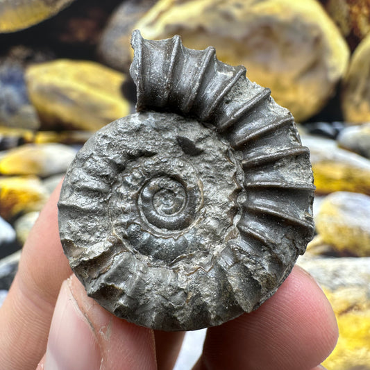 Arnioceras ammonite shell fossil - Whitby, North Yorkshire Jurassic Coast
