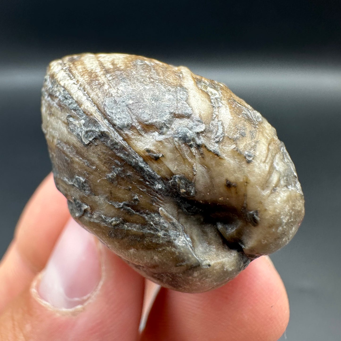 Shell fossil with tin and stand - Whitby, North Yorkshire, Jurassic Coast, Yorkshire Fossils