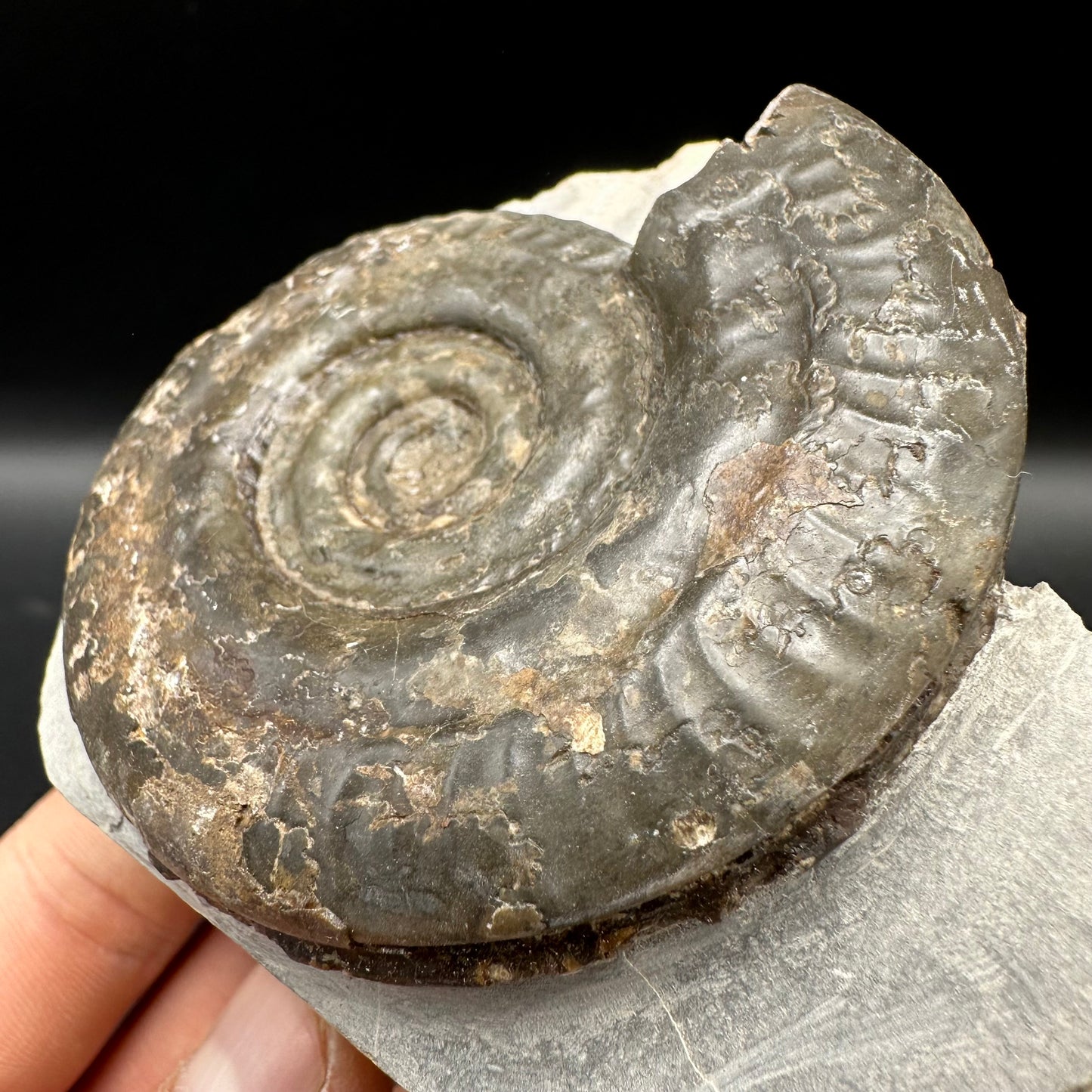 Hildoceras Bifrons Ammonite fossil with box and stand - Whitby, North Yorkshire Jurassic Coast, Yorkshire Fossils from the Jurassic Coast