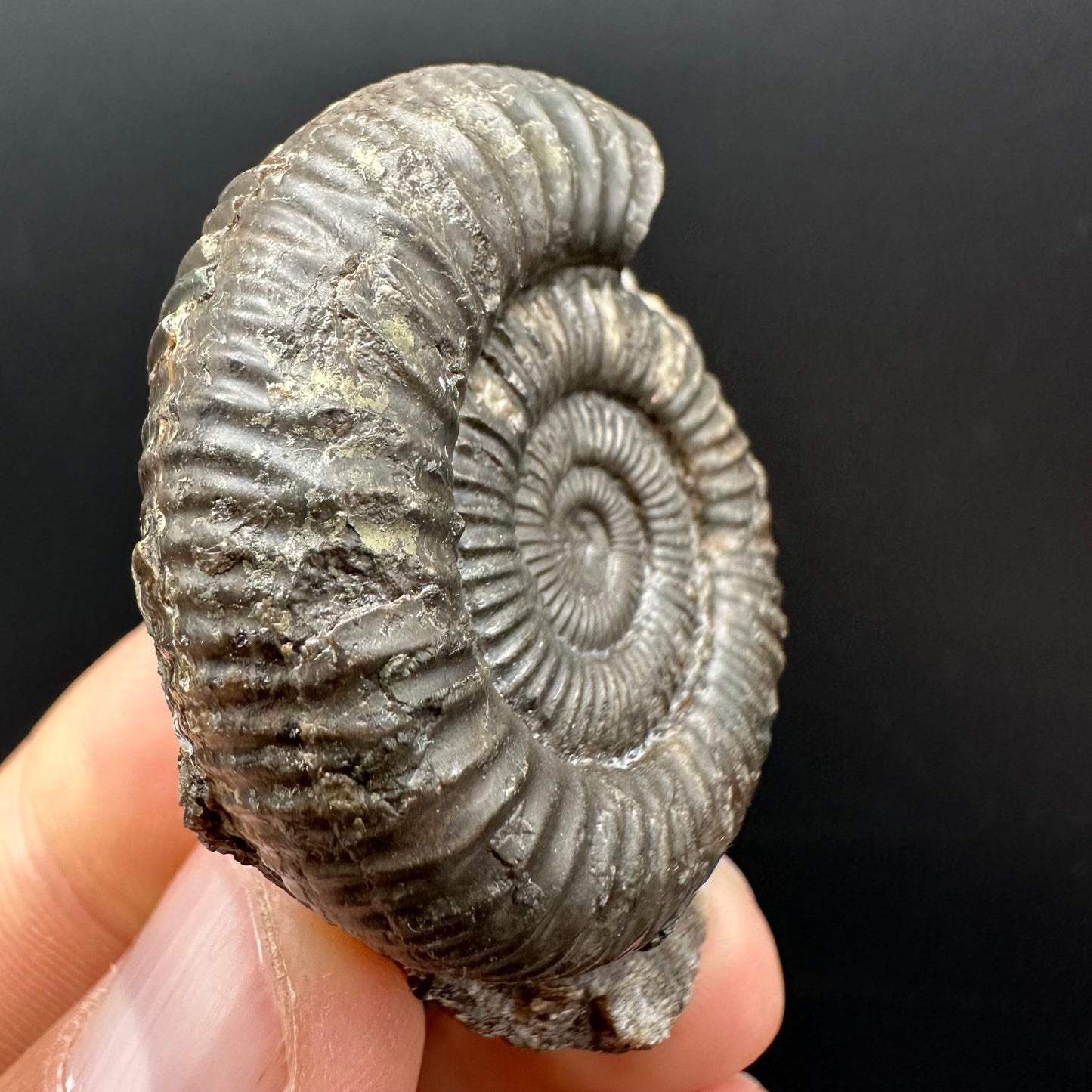 Dactylioceras Ammonite Fossil Gift Set - Whitby, North Yorkshire Jurassic Coast Yorkshire Fossils