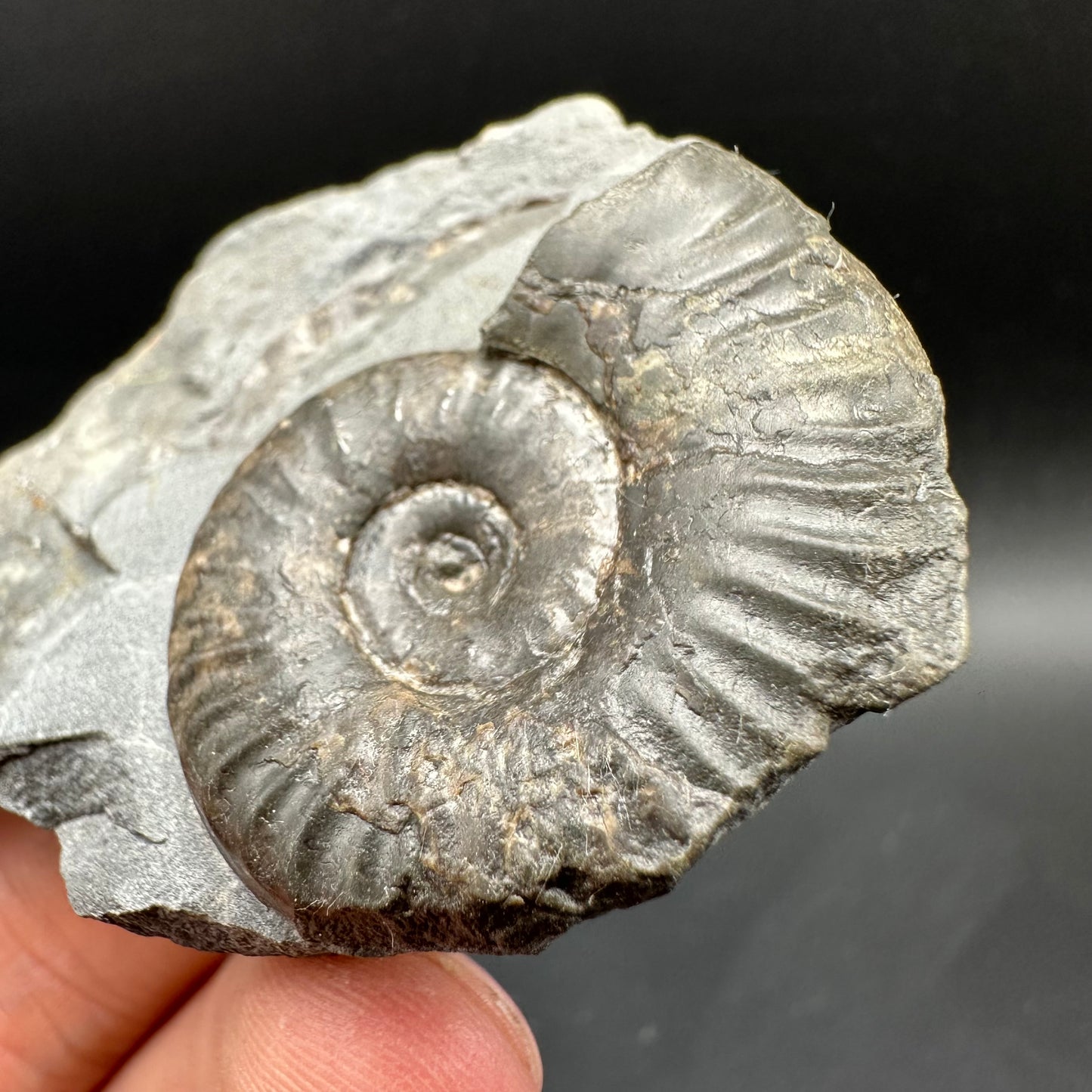 Grammoceras thoaurense Ammonite shell fossil with box and stand - Whitby, North Yorkshire, Yorkshire Fossils from the Jurassic Coast