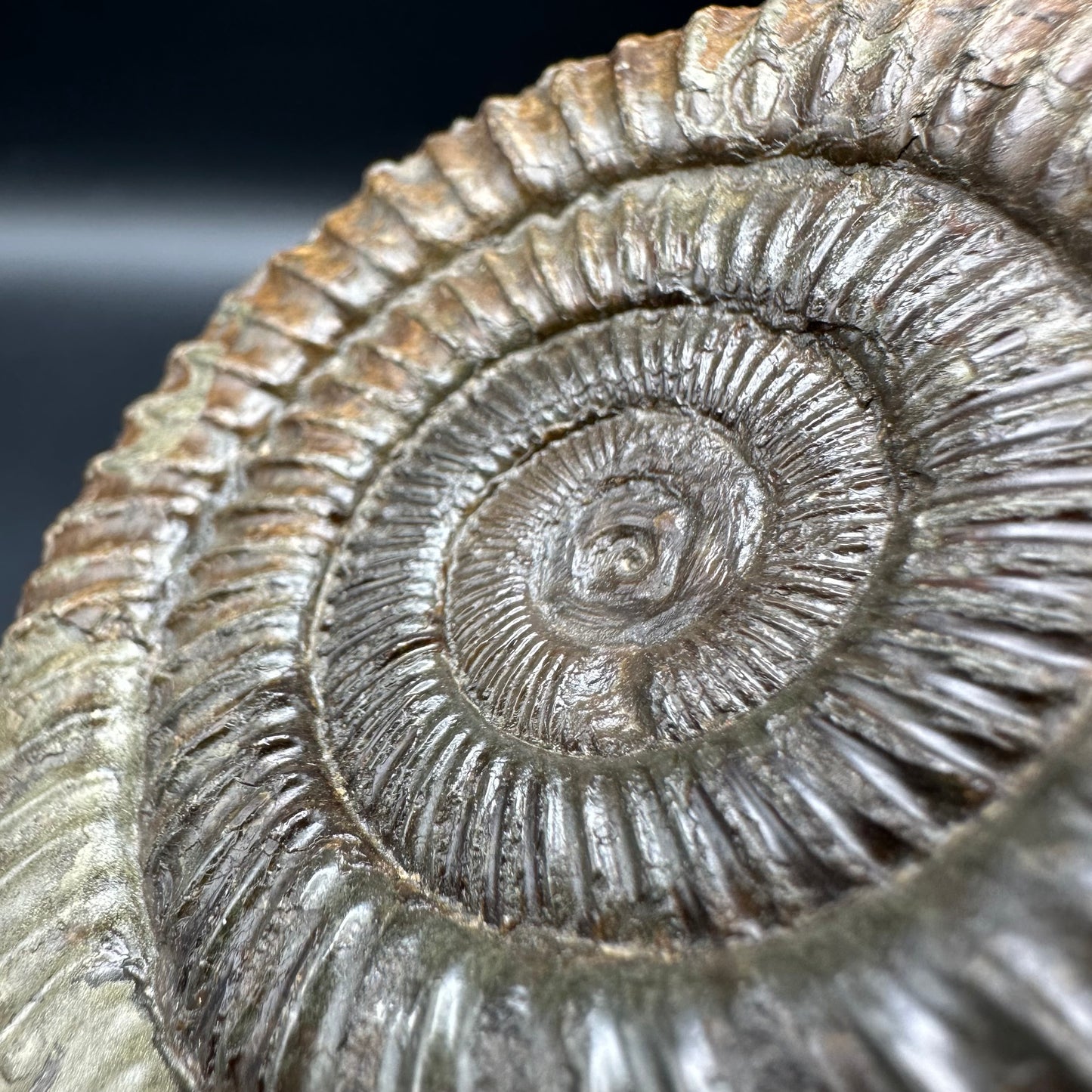 Dactylioceras Ammonite Fossil With Box And Stand - Whitby, North Yorkshire Jurassic Coast Yorkshire Fossils