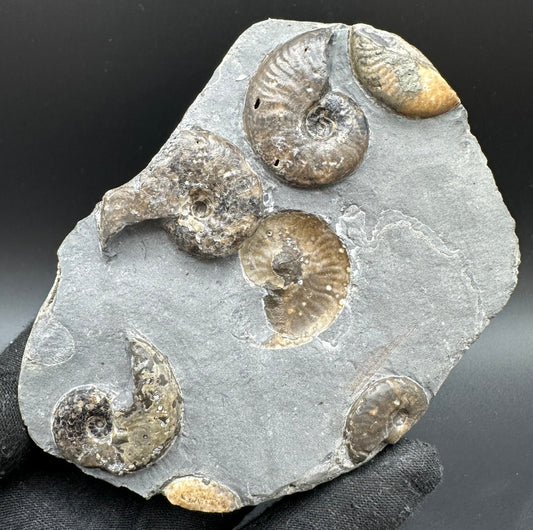 Eleganticeras Elegantulum ammonite with box and stand - Whitby, North Yorkshire Jurassic Coast, Yorkshire Fossils