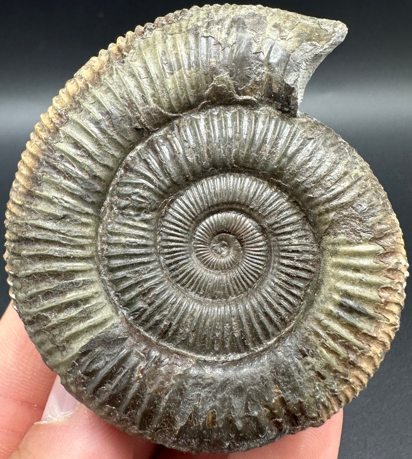 Dactylioceras Ammonite Fossil With Box And Stand - Whitby, North Yorkshire Jurassic Coast Yorkshire Fossils