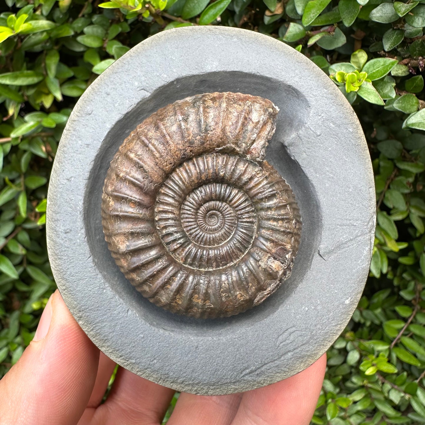 Golden Egg (IMPLANT) Ammonite fossil with stand - Whitby, North Yorkshire Jurassic Coast