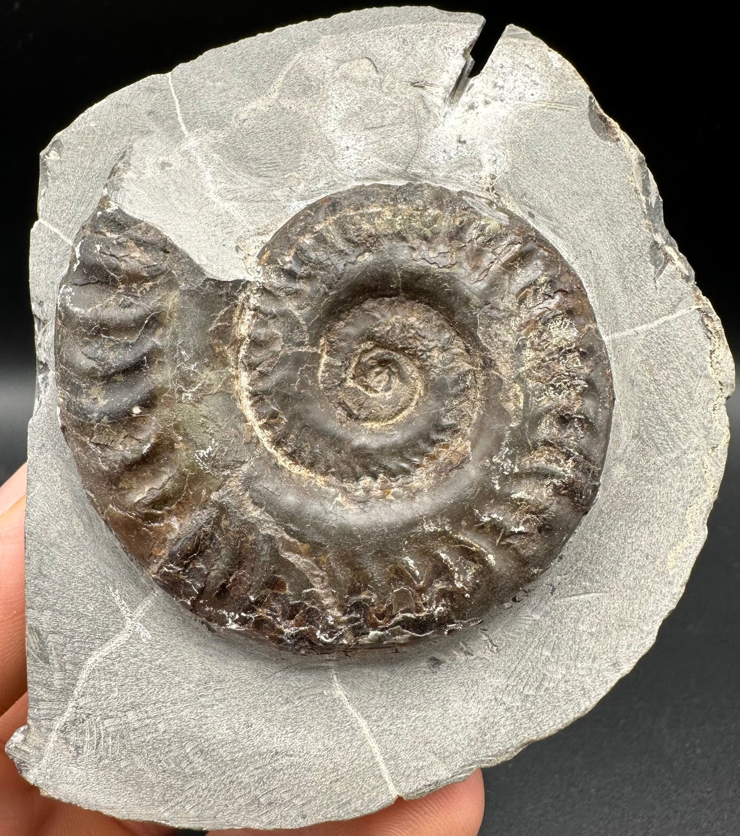 Hildoceras lusitanicum Ammonite fossil with box and stand - Whitby, North Yorkshire, Jurassic Coast, Yorkshire Fossils from the Jurassic Coast