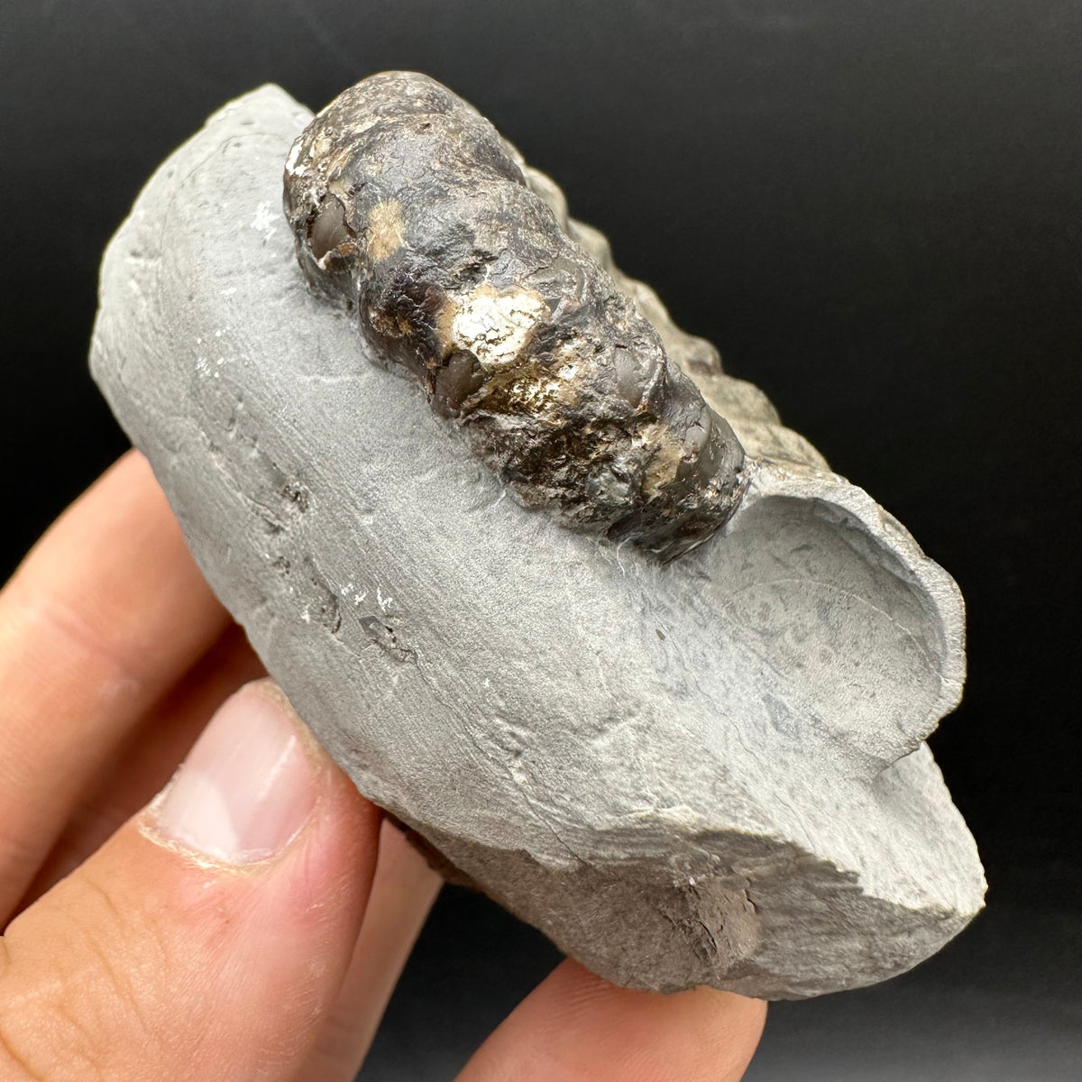 Androgynoceras maculatum ammonite fossil with box and stand - Whitby, North Yorkshire Jurassic Coast Yorkshire Fossils