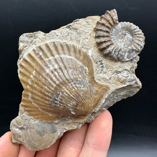 Androgynoceras capricornus Ammonite Fossil With Stand - Whitby, North Yorkshire Jurassic Coast Yorkshire Fossils