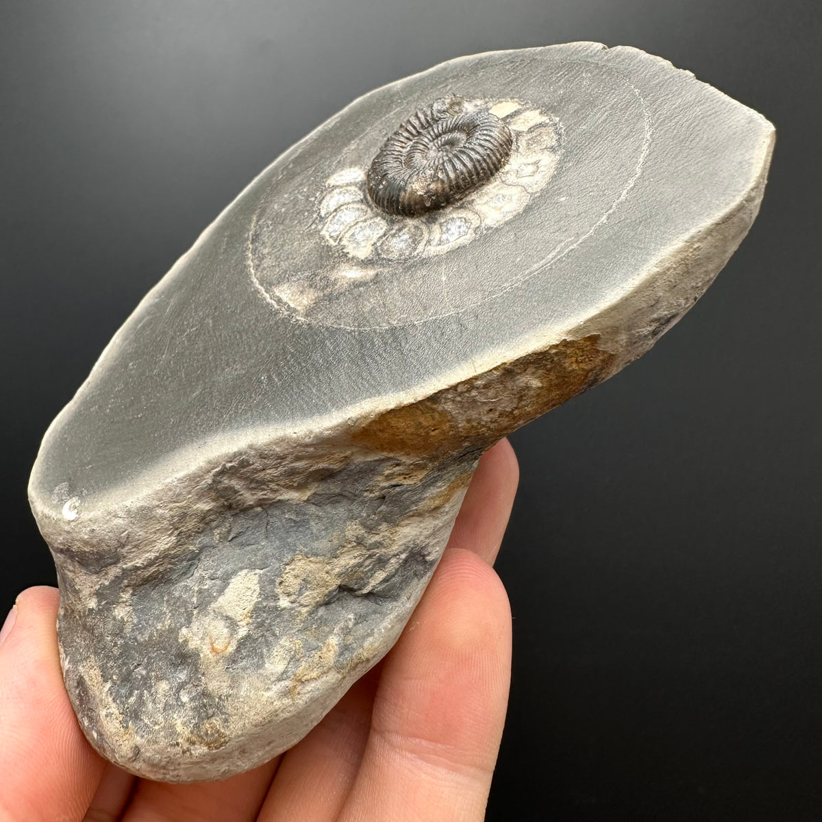 Dactylioceras Ammonite Fossil With box and Stand - Whitby, North Yorkshire Jurassic Coast Yorkshire Fossils