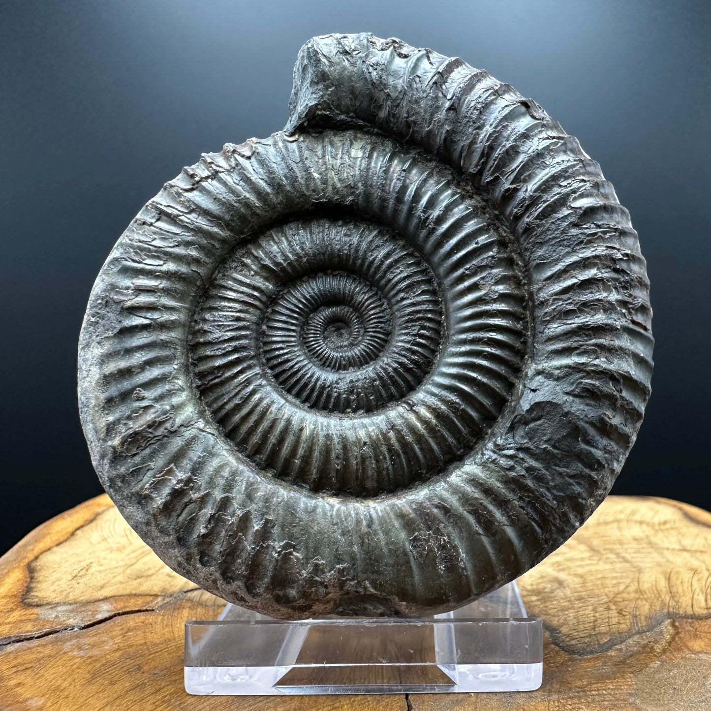 Dactylioceras Ammonite Fossil With box and Stand - Whitby, North Yorkshire Jurassic Coast Yorkshire Fossils