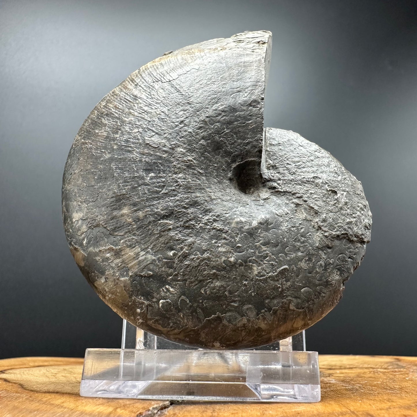 Phylloceras ammonite fossil with box and stand - Whitby, North Yorkshire Jurassic Coast, Yorkshire fossils