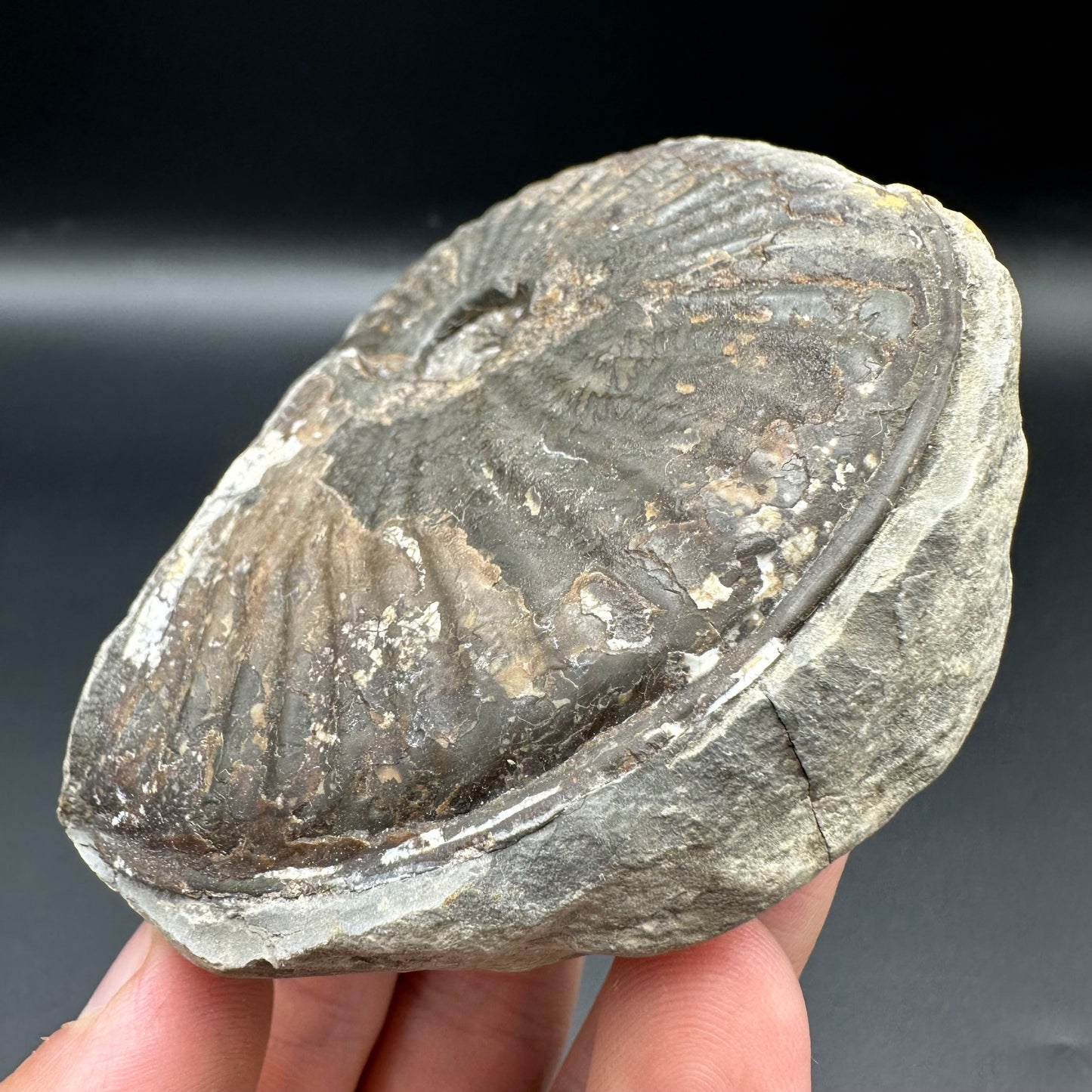 Pseudolioceras lythense ammonite fossil with box and stand - Whitby, North Yorkshire, Yorkshire Fossils on the Jurassic Coast