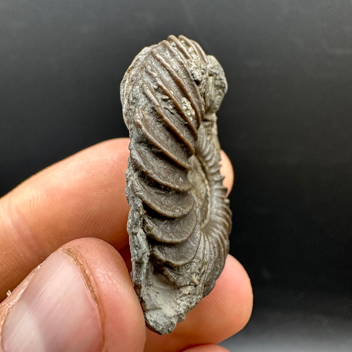 Schlothemia sp. ammonite fossil with box and stand - Whitby, North Yorkshire Jurassic Coast, Yorkshire fossils