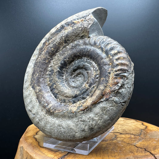 Hildoceras Bifrons Ammonite fossil with stand - Whitby, North Yorkshire Jurassic Coast, Yorkshire Fossils from the Jurassic Coast