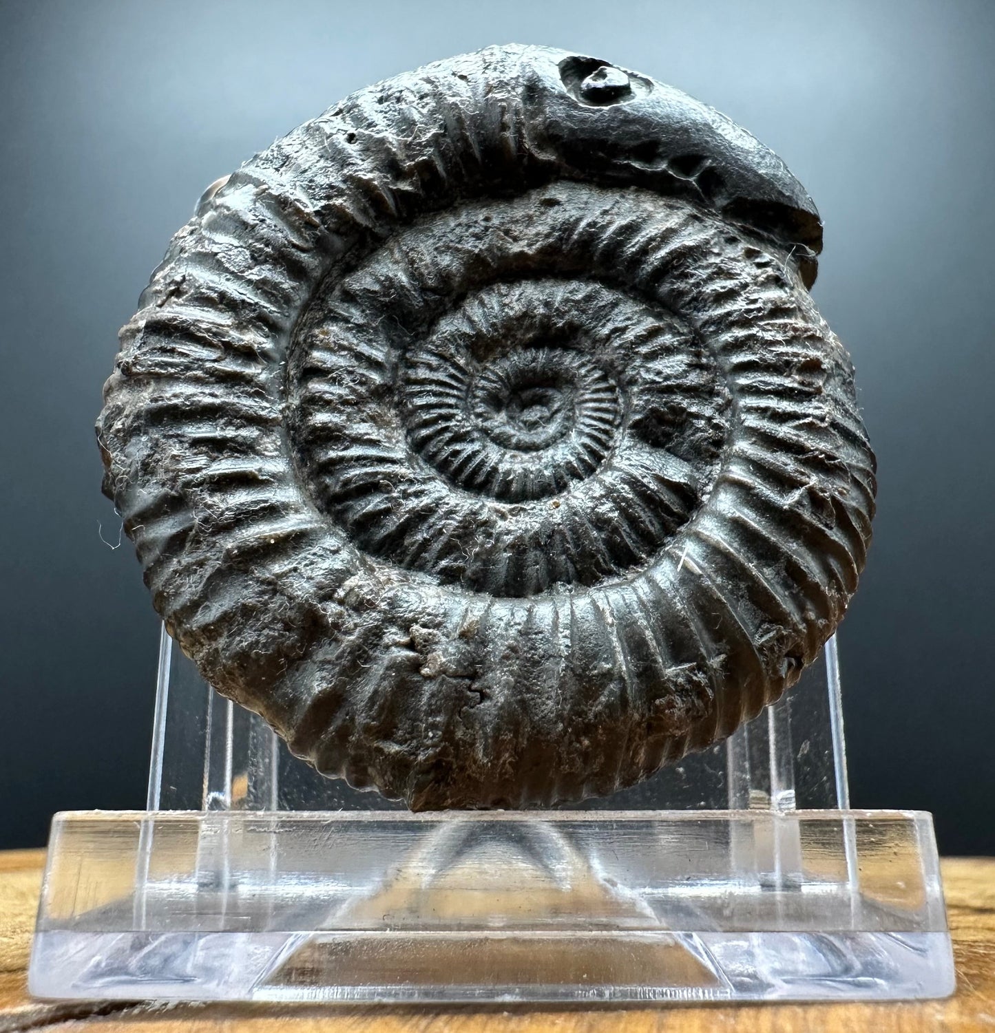 Snakestone Ammonite Fossil With Bag/Box And Stand - Whitby, North Yorkshire Jurassic Coast Yorkshire Fossils