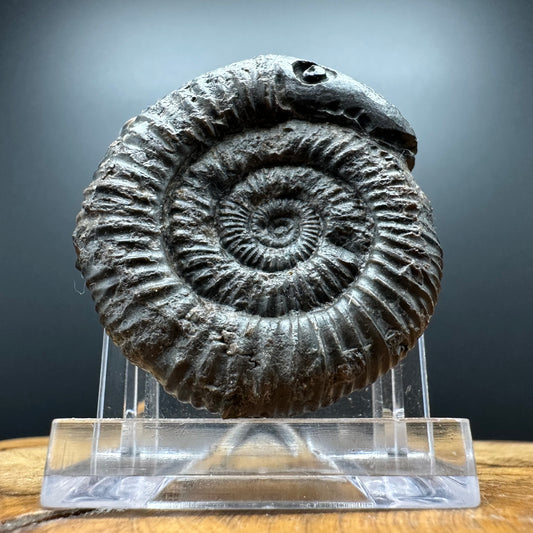 Snakestone Ammonite Fossil With Bag/Box And Stand - Whitby, North Yorkshire Jurassic Coast Yorkshire Fossils