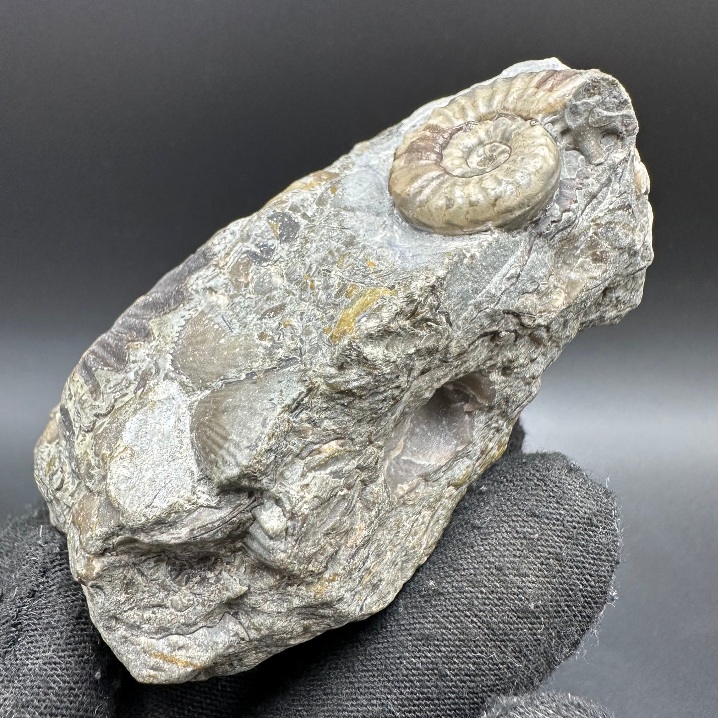 Eugassiceras Ammonite shell fossil with box and stand - Whitby, North Yorkshire Jurassic Coast Yorkshire Fossils