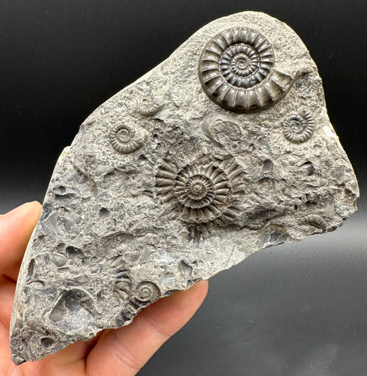 Arnioceras ammonite shell fossil with box and stand - Whitby, North Yorkshire Jurassic Coast Yorkshire Fossils