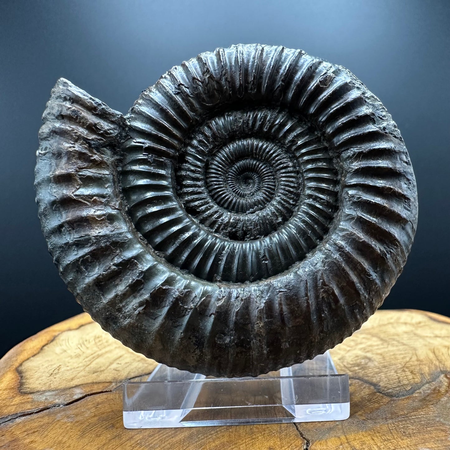 Dactylioceras Ammonite Fossil With box and Stand - Whitby, North Yorkshire Jurassic Coast Yorkshire Fossils