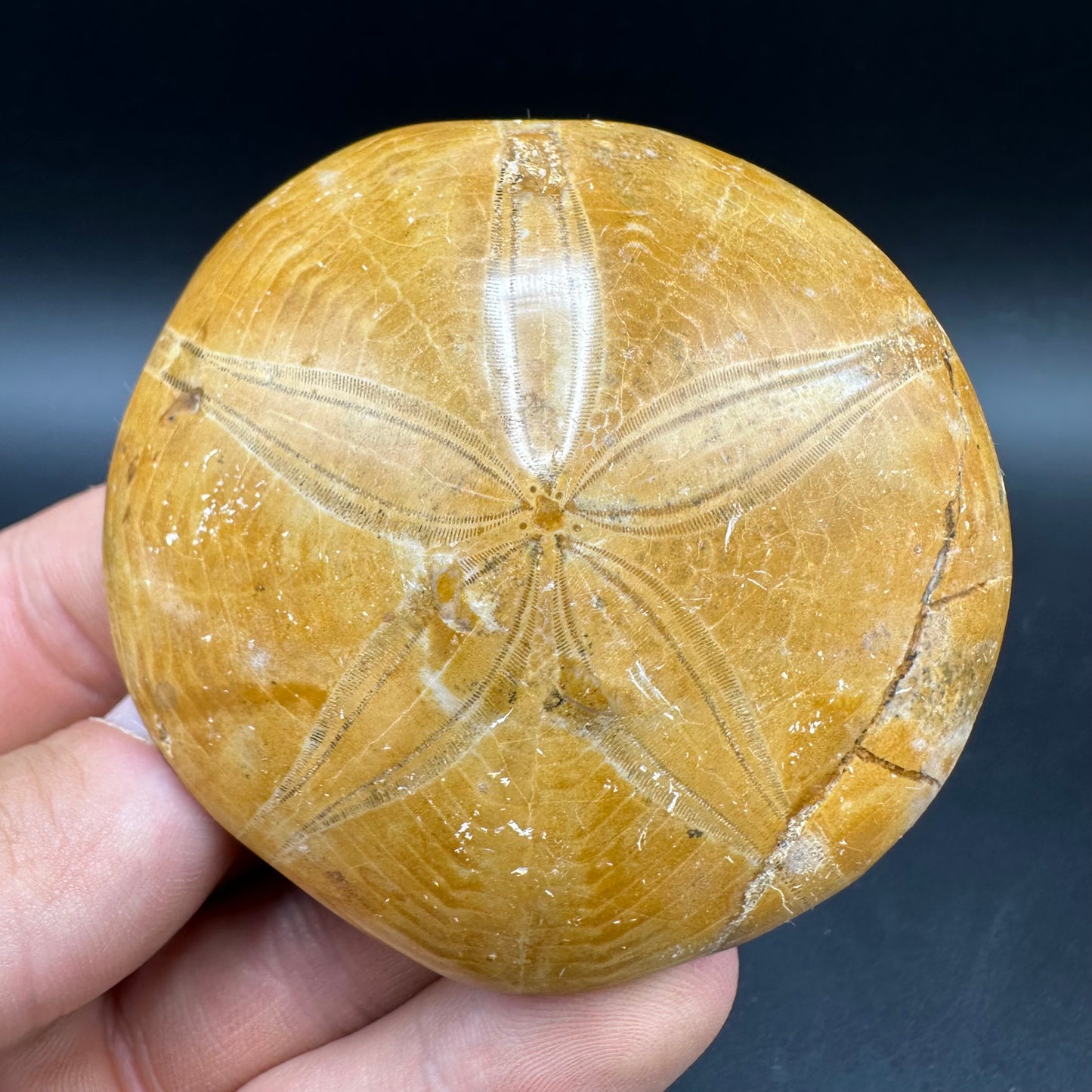 Holectypus Sea Urchin Fossil With Box And Stand - Middle Jurassic Madagascar
