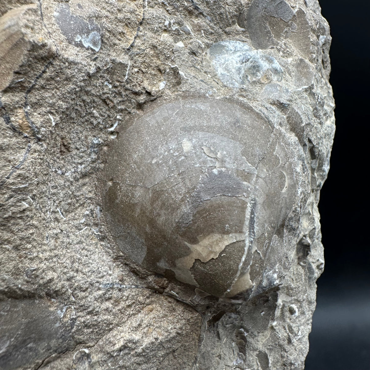 Shell fossil with stand - Whitby, North Yorkshire, Jurassic Coast, Yorkshire Fossils