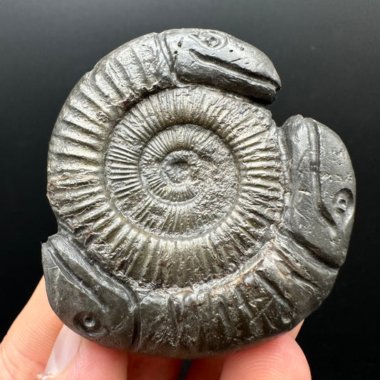 Hydra Snakestone Ammonite Fossil With Bag/Box And Stand - Whitby, North Yorkshire Jurassic Coast Yorkshire Fossils