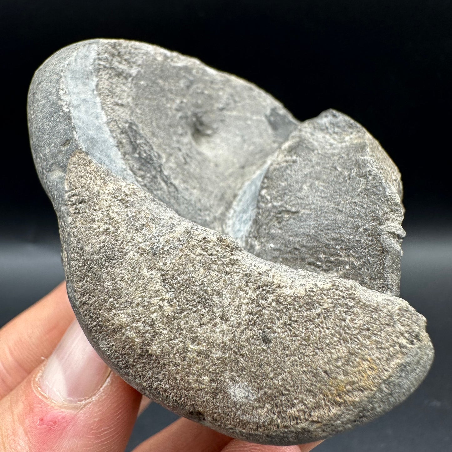 Ichthyosaur Vertebra fossil with box and stand - Whitby, North Yorkshire Jurassic Coast, Yorkshire fossils found on the Jurassic Coast