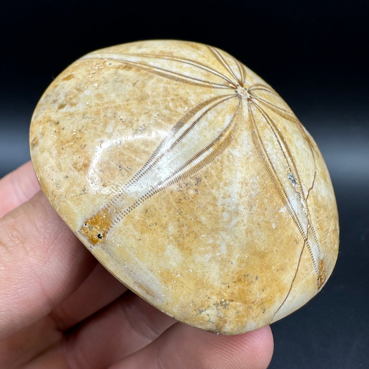 Holectypus Sea Urchin Fossil With Box And Stand - Middle Jurassic Madagascar