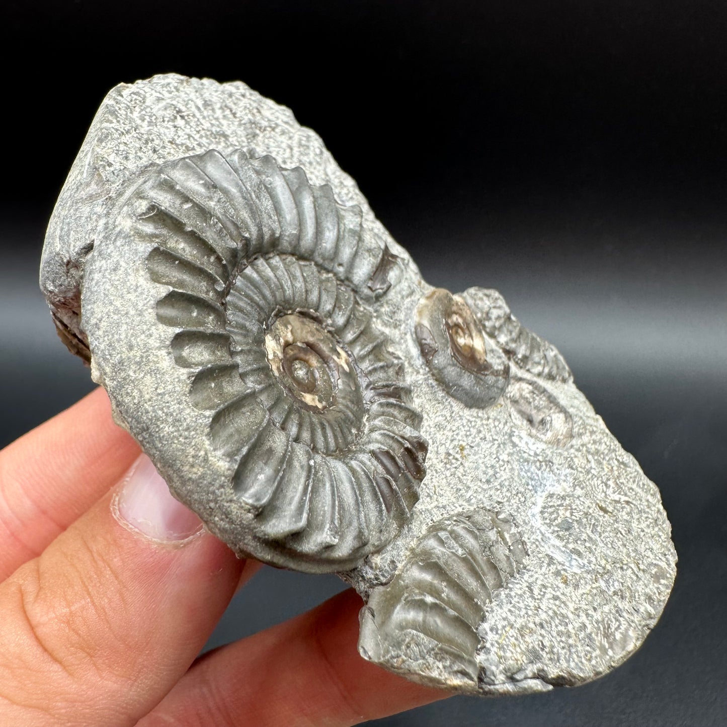 Arnioceras ammonite shell fossil with box and stand - Whitby, North Yorkshire Jurassic Coast Yorkshire Fossils
