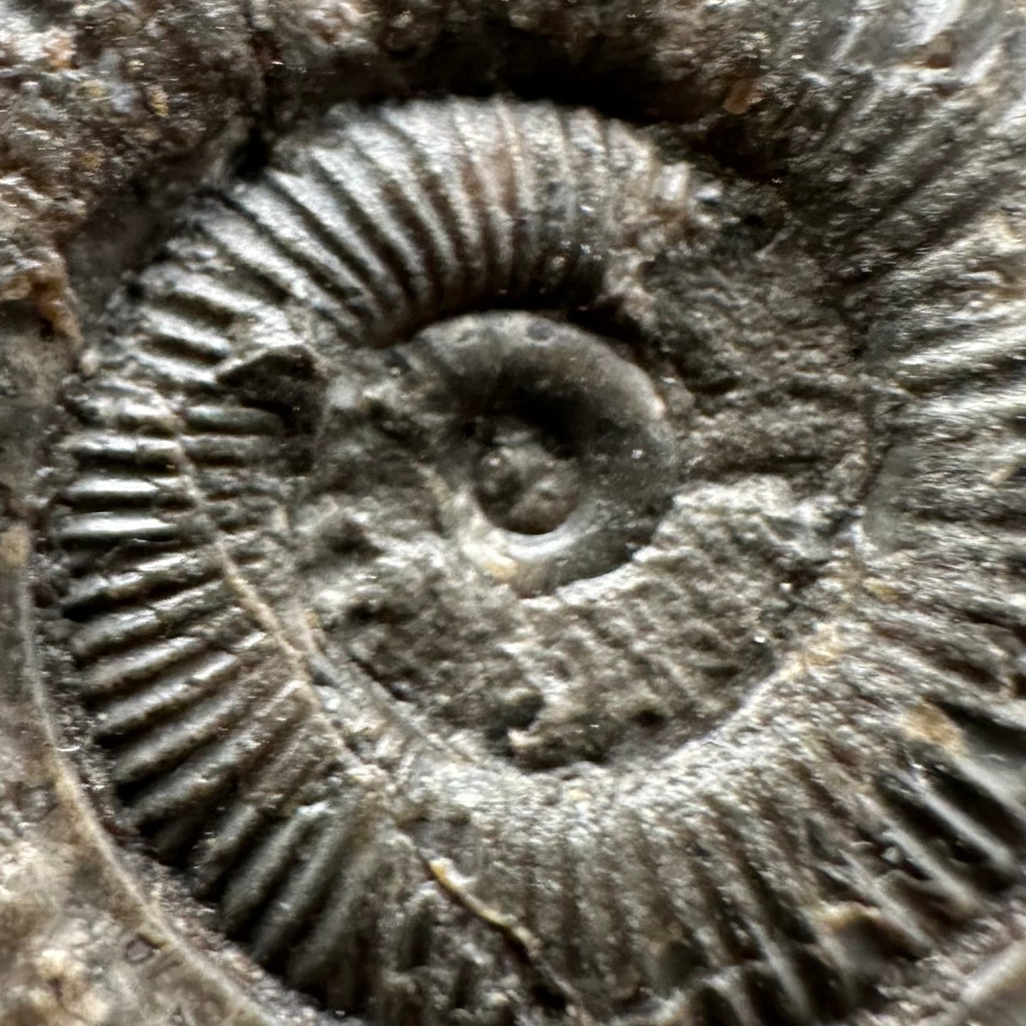Dactylioceras Ammonite Fossil Gift Set - Whitby, North Yorkshire Jurassic Coast Yorkshire Fossils