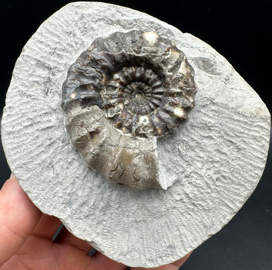 Androgynoceras maculatum Ammonite fossil with gift box and stand - Whitby, North Yorkshire Jurassic Coast Yorkshire Fossils