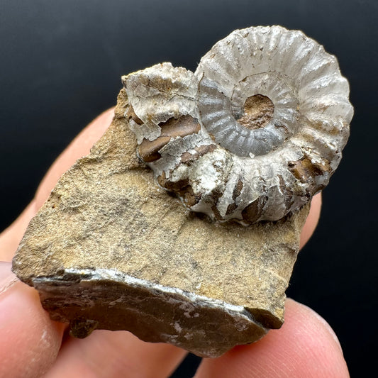 Androgynoceras capricornus Ammonite Fossil With Stand - Whitby, North Yorkshire Jurassic Coast Yorkshire Fossils