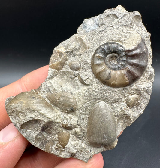 Agassiceras sp. ammonite fossil with box and stand - Whitby, North Yorkshire Jurassic Coast Yorkshire Fossils