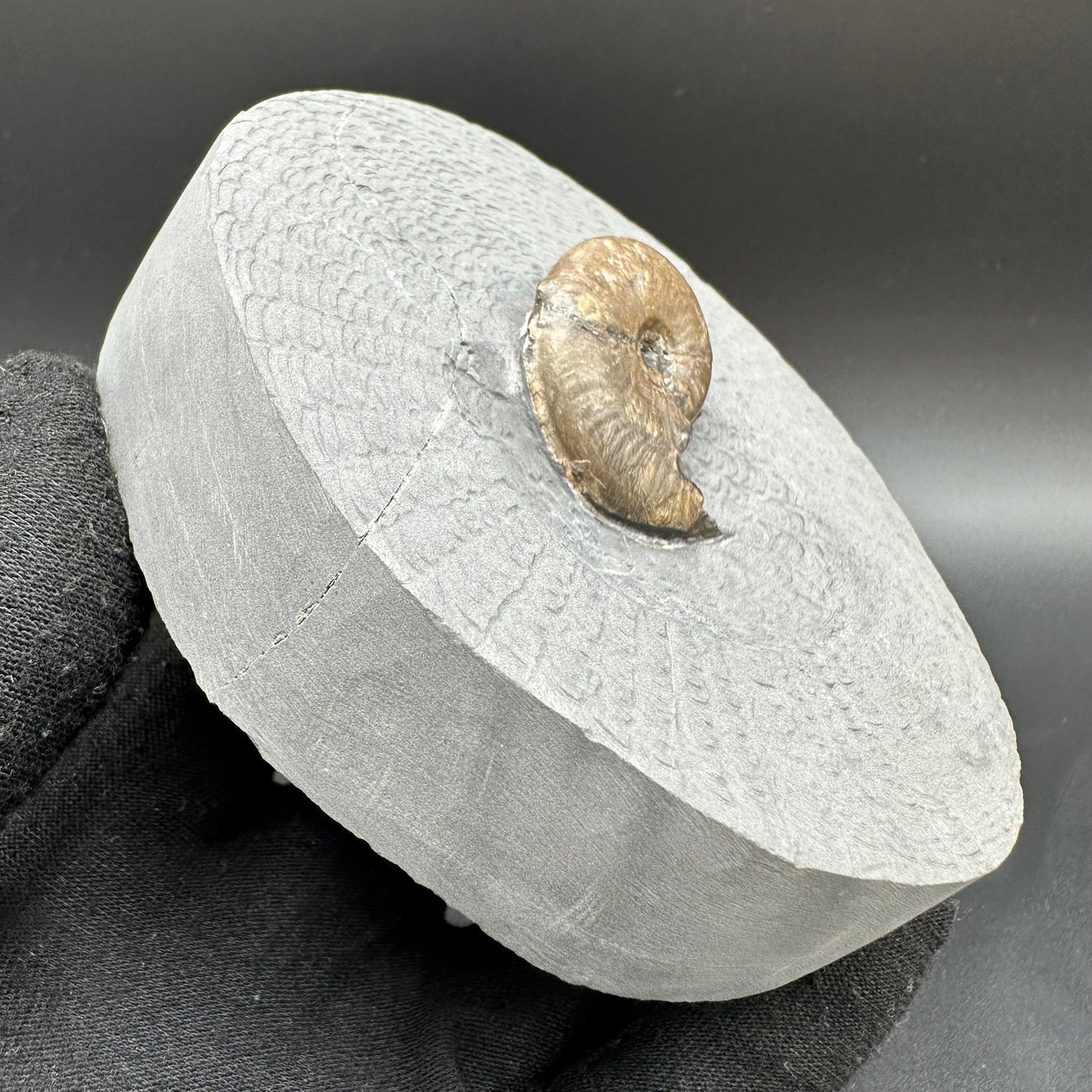 Eleganticeras Elegantulum ammonite with box and stand - Whitby, North Yorkshire Jurassic Coast, Yorkshire Fossils