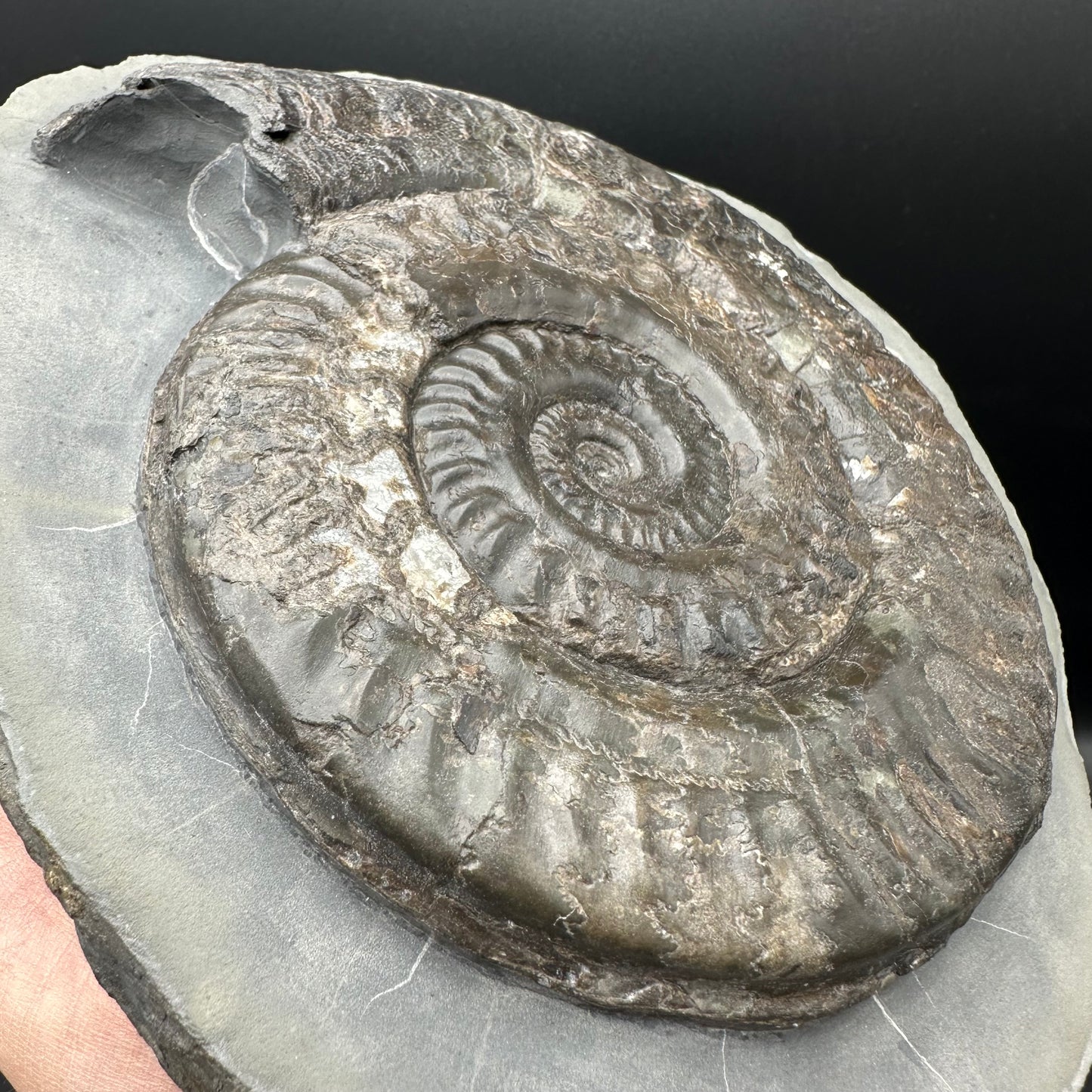 Hildoceras lusitanicum Ammonite fossil - Whitby, North Yorkshire Jurassic Coast, Yorkshire Fossils from the Jurassic Coast