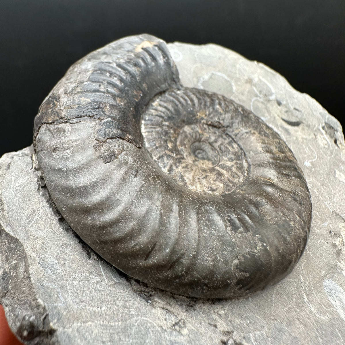 Grammoceras thoaurense Ammonite shell fossil with box and stand - Whitby, North Yorkshire, Yorkshire Fossils from the Jurassic Coast