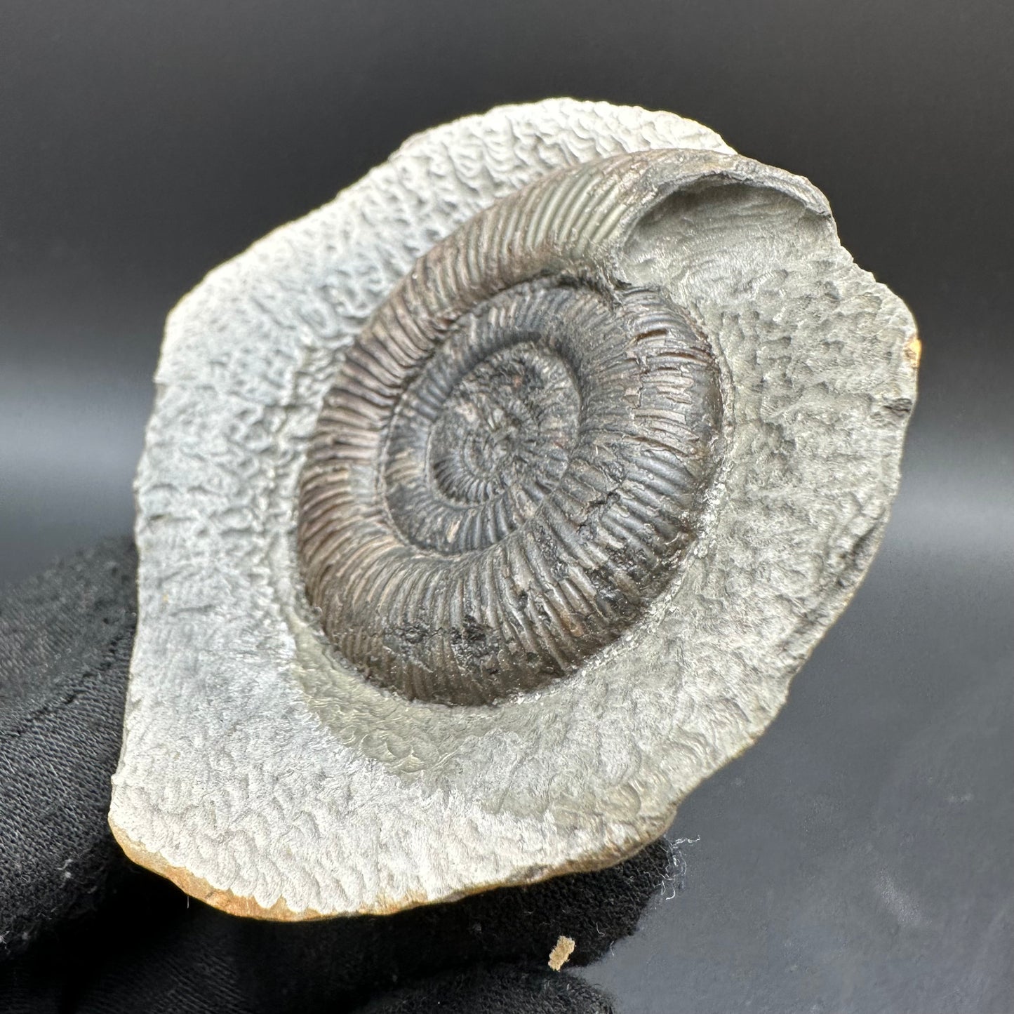 Dactylioceras semicelatum Ammonite fossil with box and stand - Whitby, North Yorkshire Jurassic Coast Yorkshire Fossils